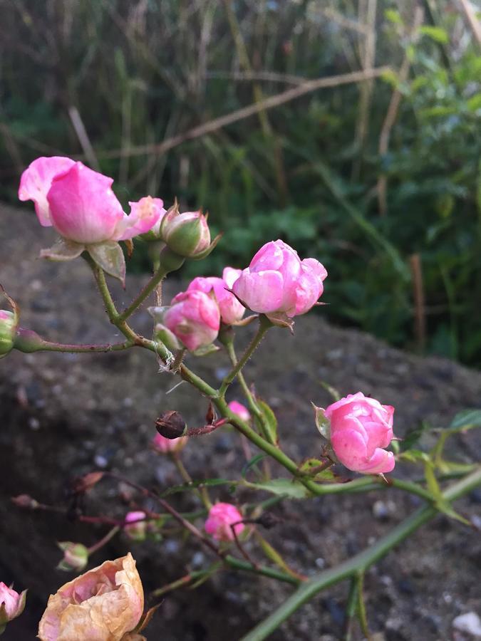 Alsbrogaard Bed & Breakfast Bramming ภายนอก รูปภาพ